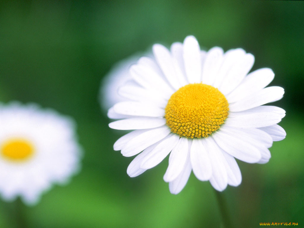 daisy, , windows, vista, longhorn